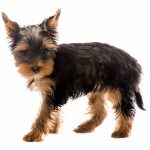 Ce que vous ignorez sur les problèmes de digestion chez les chiens pourrait vous choquer – Découvrez comment les prévenir dès maintenant !