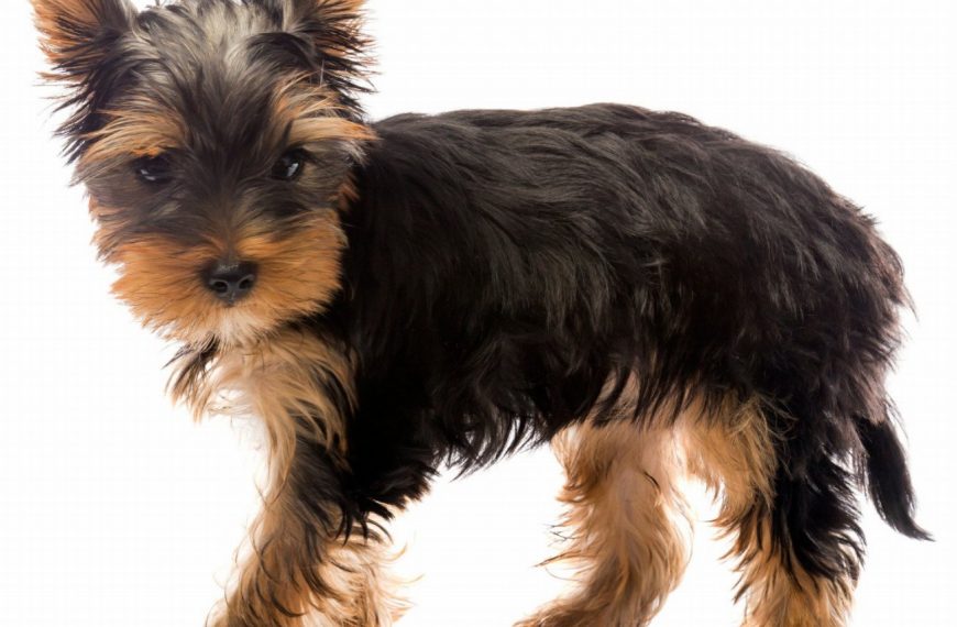 Ce que vous ignorez sur les problèmes de digestion chez les chiens pourrait vous choquer – Découvrez comment les prévenir dès maintenant !
