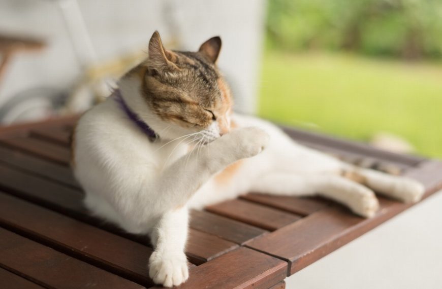 Ce simple geste protégera votre chat des puces et des tiques toute l&rsquo;année !