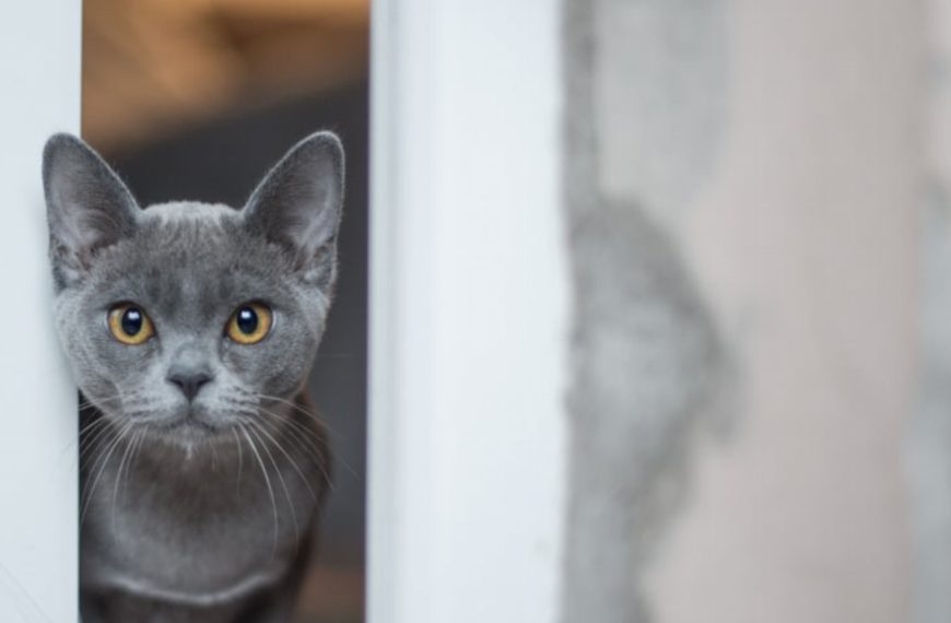 Ces 5 races de chats vont vous faire fondre de tendresse !
