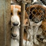 Ces signes chez votre chien pourraient indiquer un grave problème de santé – découvrez-les maintenant !
