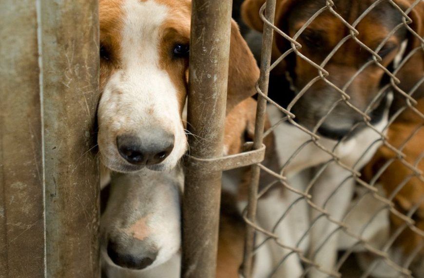 Ces signes chez votre chien pourraient indiquer un grave problème de santé – découvrez-les maintenant !