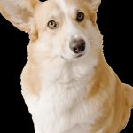 Cette astuce infaillible pour voyager en camping avec votre chien rendra vos vacances inoubliables !