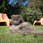 Chartreux : guide race de chat