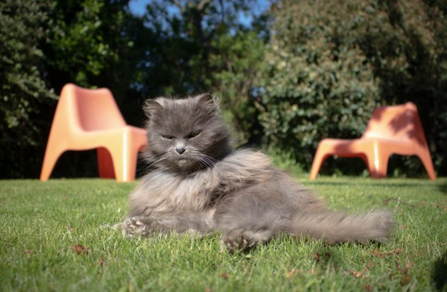 Chartreux : guide race de chat