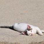 Chat asthmatique ? Découvrez les symptômes alarmants et les traitements indispensables pour protéger votre félin !