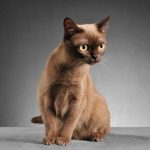 Chats : Découvrez les maladies respiratoires qui menacent leur santé !