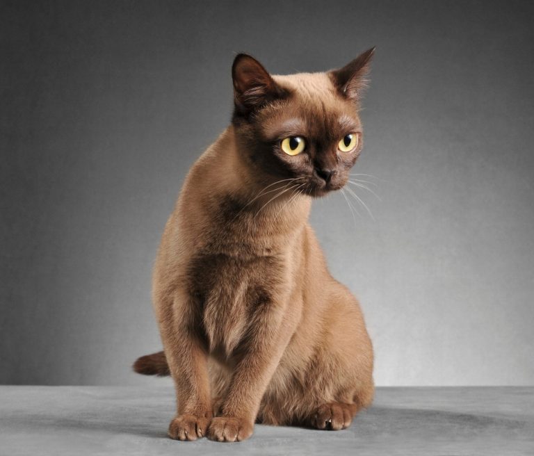Chats : Découvrez les maladies respiratoires qui menacent…