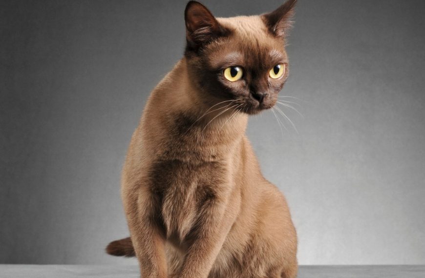 Chats : Découvrez les maladies respiratoires qui menacent leur santé !