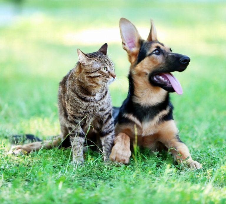 Chats en danger ! Découvrez les signes alarmants…