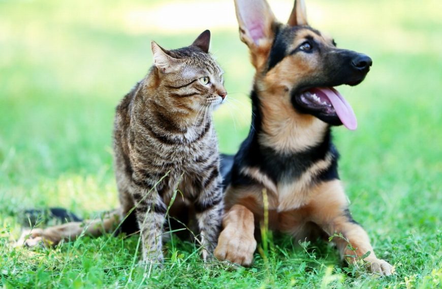 Chats en danger ! Découvrez les signes alarmants des maladies cardiaques et comment les traiter