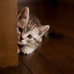 Chats en détresse : découvrez les maladies gastro-intestinales qui les affligent et comment y remédier !
