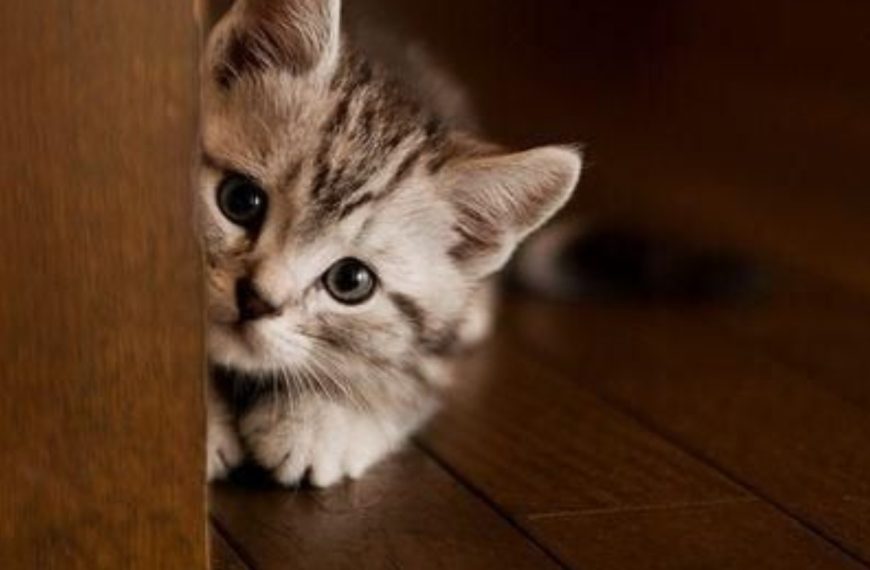 Chats en détresse : découvrez les maladies gastro-intestinales qui les affligent et comment y remédier !