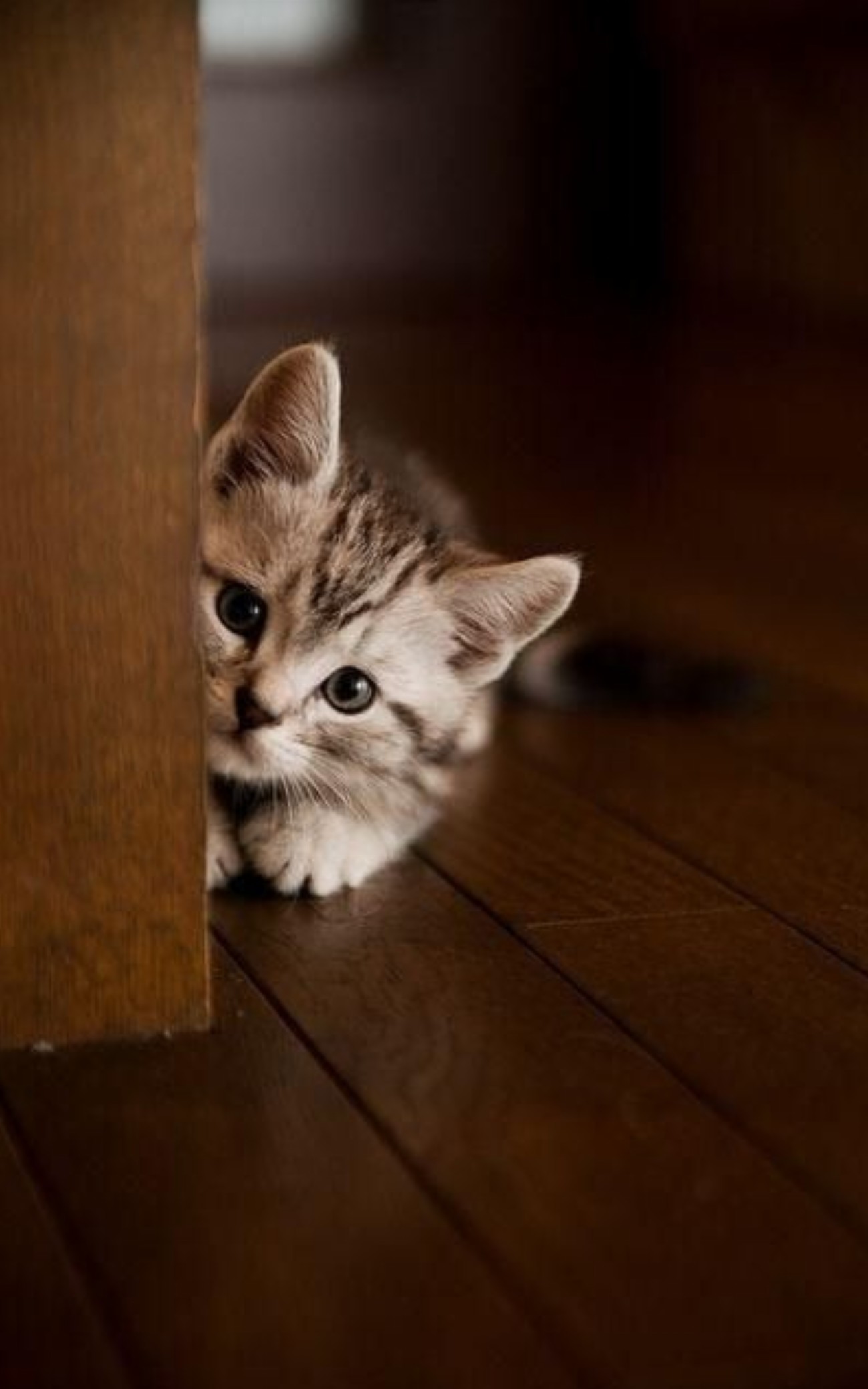 Chats en détresse : découvrez les maladies gastro-intestinales qui les…