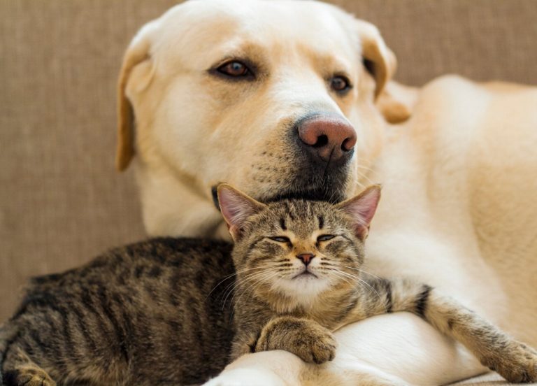 Chats stressés : 5 signes révélateurs et les…