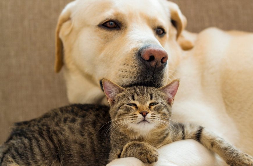Chats stressés : 5 signes révélateurs et les astuces pour les apaiser !