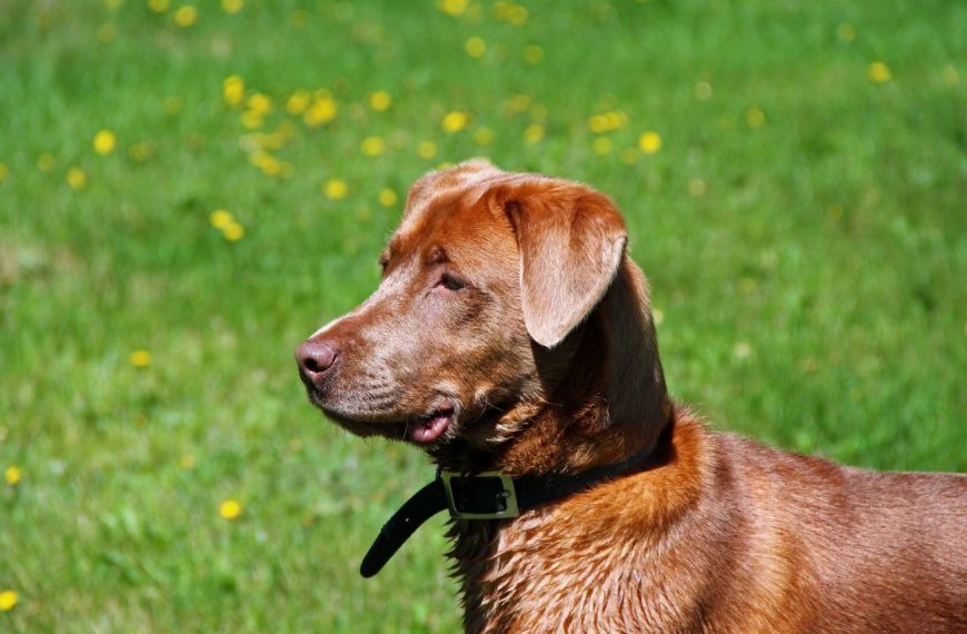 Chesapeake Bay Retriever : guide race de chien
