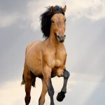 Cheval Aztèque : guide race de cheval