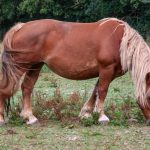 Cheval Breton : guide race de cheval