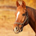 Cheval Canadien : guide race de cheval