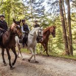 Cheval corse : guide race de cheval