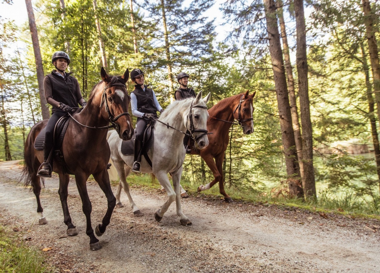Cheval corse : guide race de cheval