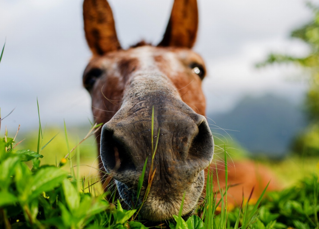 Cheval du Vercors de Barraquand : guide race de cheval