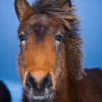 Cheval Islandais : guide race de cheval
