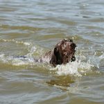 Chien courant d&rsquo;Istrie à poil dur : guide race de chien