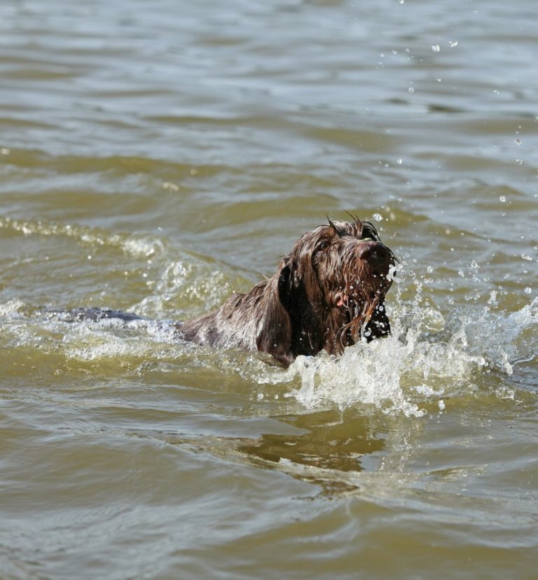 Chien courant d’Istrie à poil dur : guide…