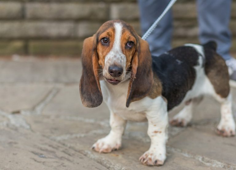 Chien courant de Bosnie : guide race de…