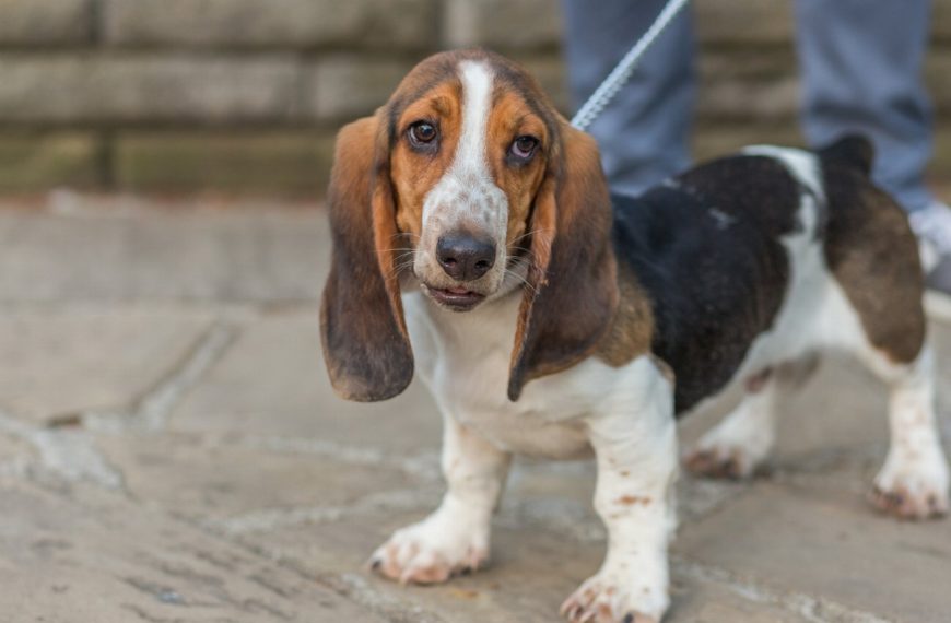 Chien courant de Bosnie : guide race de chien