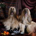 Chien courant de Halden : guide race de chien
