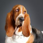 Chien courant de Hamilton : guide race de chien