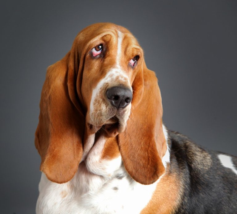 Chien courant de Hamilton : guide race de…