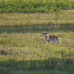 Chien courant de Hygen : guide race de chien