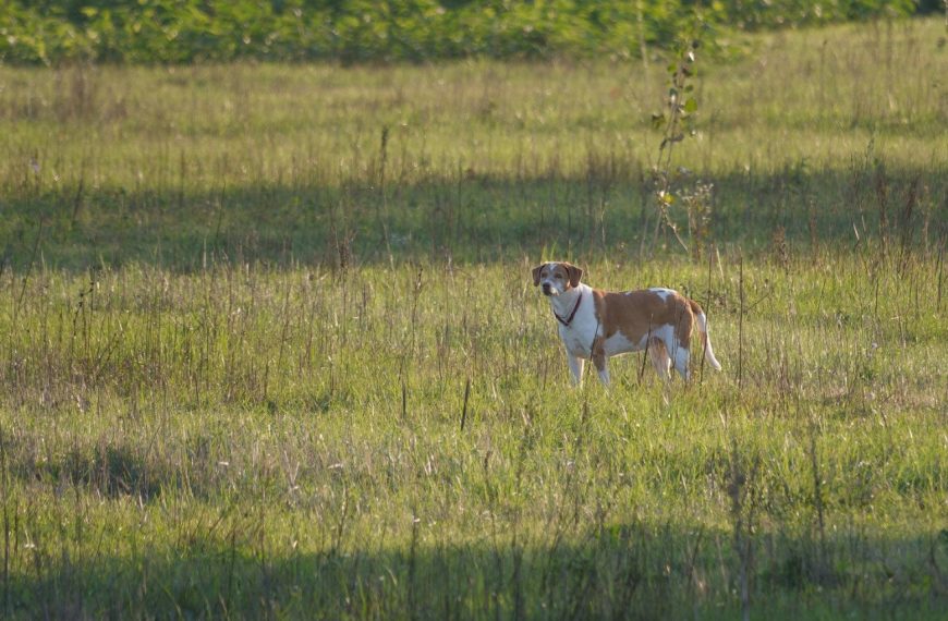 Chien courant de Hygen : guide race de chien