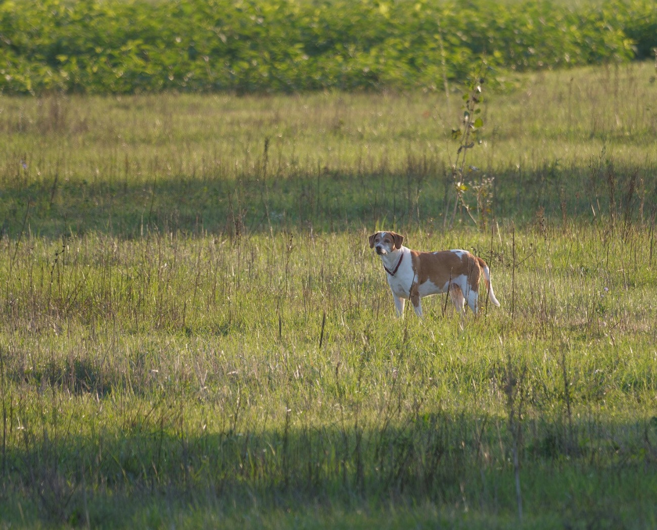 Chien courant de Hygen : guide race de chien