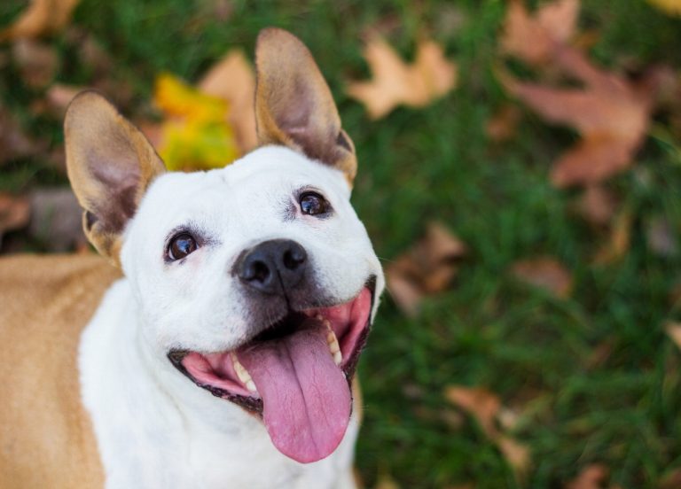 Chien courant de Schiller : guide race de…