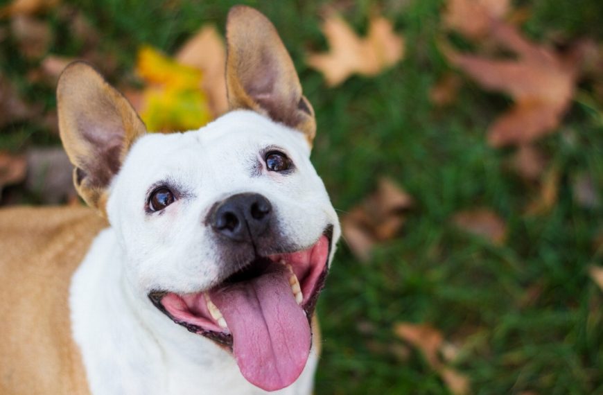 Chien courant de Schiller : guide race de chien