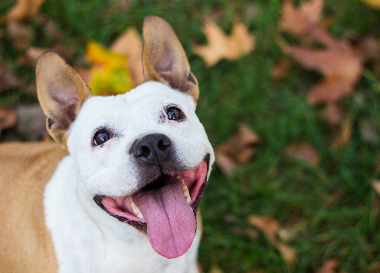 Chien courant de Schiller : guide race de chien