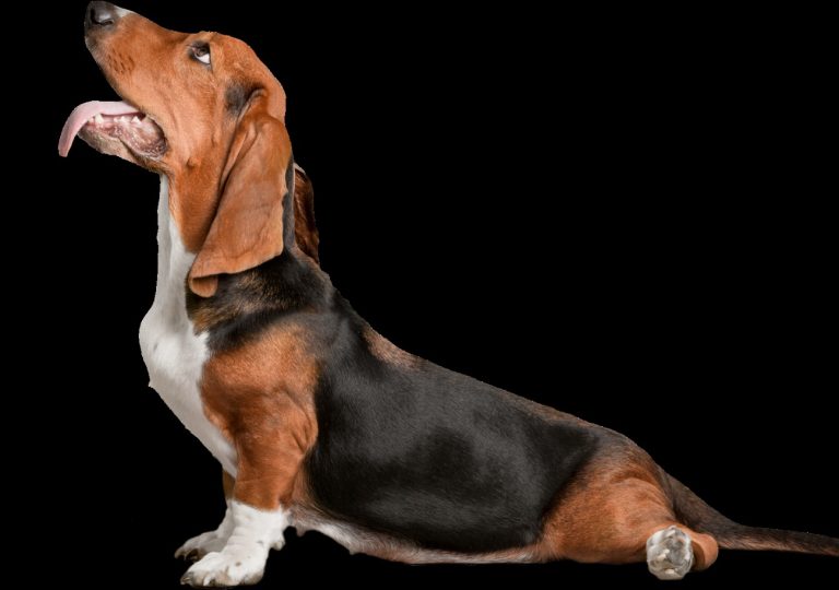 Chien courant de Transylvanie : guide race de…