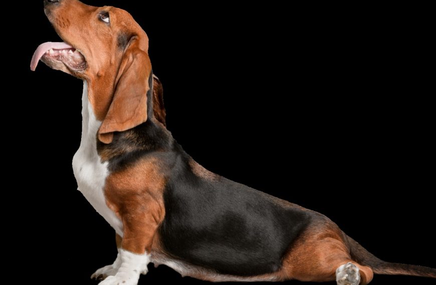 Chien courant de Transylvanie : guide race de chien
