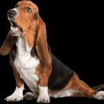 Chien courant du Småland : guide race de chien