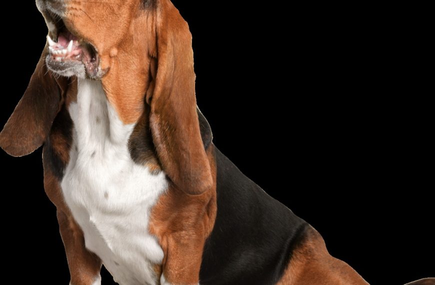 Chien courant du Småland : guide race de chien