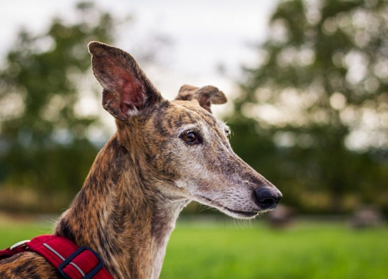 Chien courant espagnol : guide race de chien