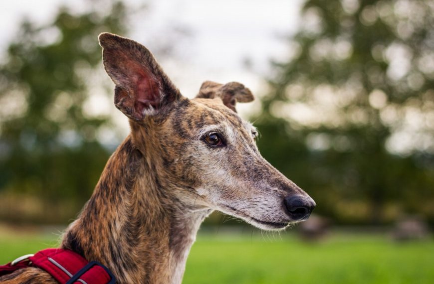 Chien courant espagnol : guide race de chien