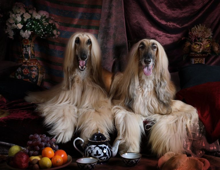 Chien courant Finnois : guide race de chien