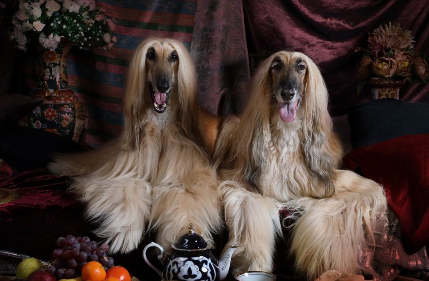 Chien courant Finnois : guide race de chien