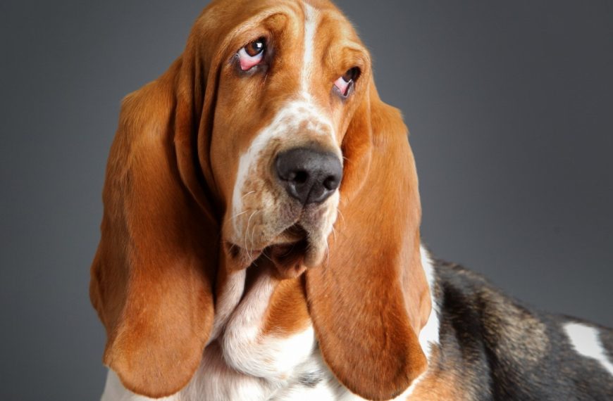 Chien courant grec : guide race de chien